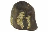 Triceratops Shed Tooth - Montana #98332-1